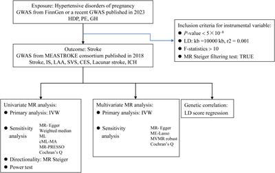 Hypertensive disorders of pregnancy and stroke: a univariate and multivariate Mendelian randomization study